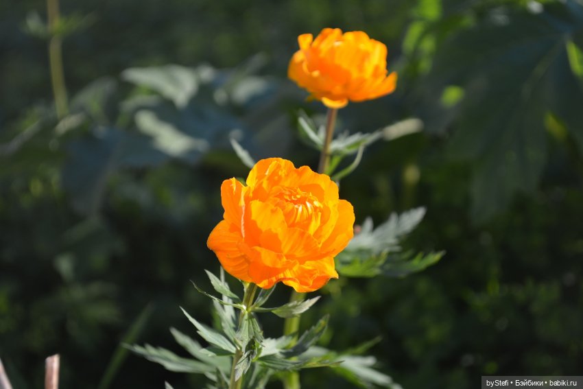 Выловили солнечный денёк 19.06.2021. Заполярье. Прогулка. Часть 5