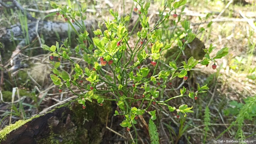 Выловили солнечный денёк 19.06.2021. Заполярье. Прогулка. Часть 2