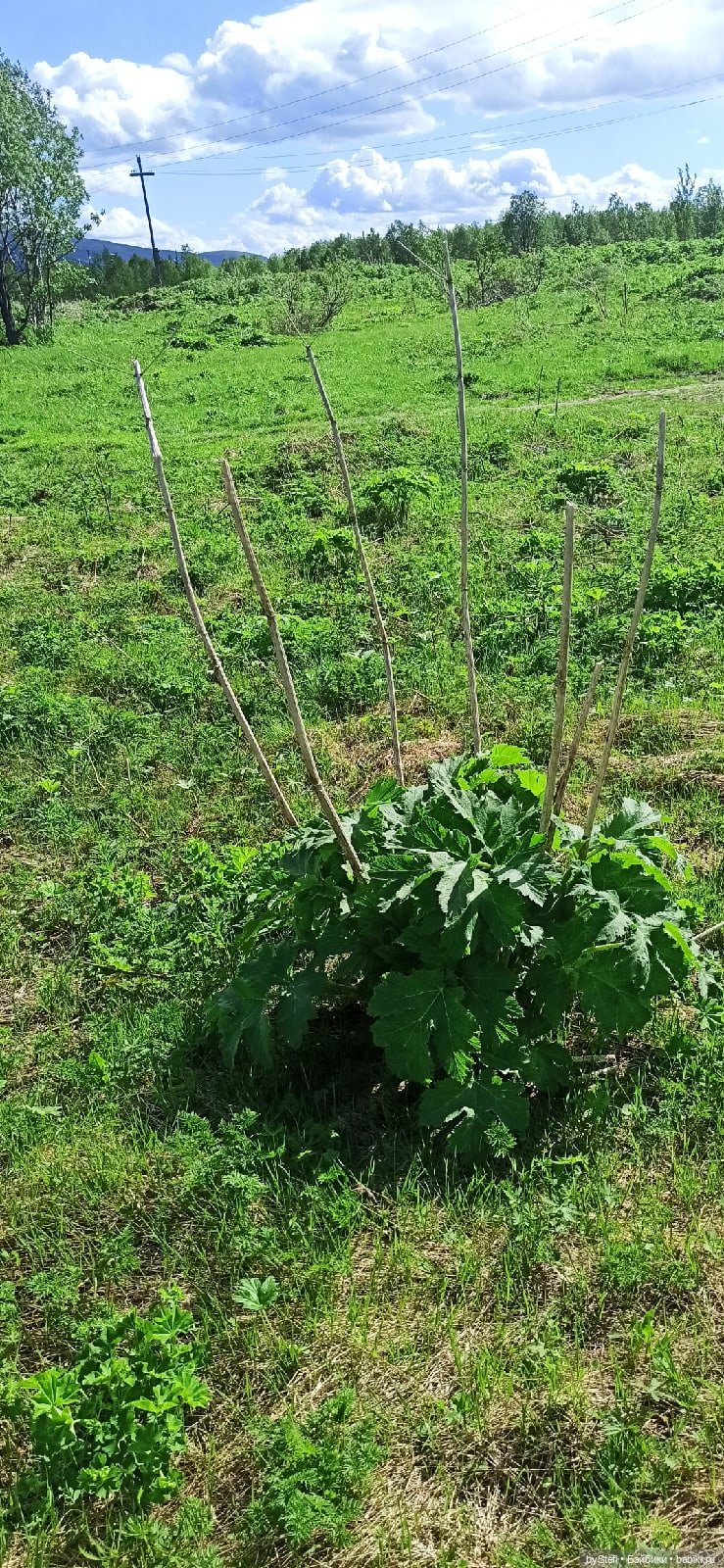 Выловили солнечный денёк 19.06.2021. Заполярье. Прогулка. Часть 3 (фото 8)