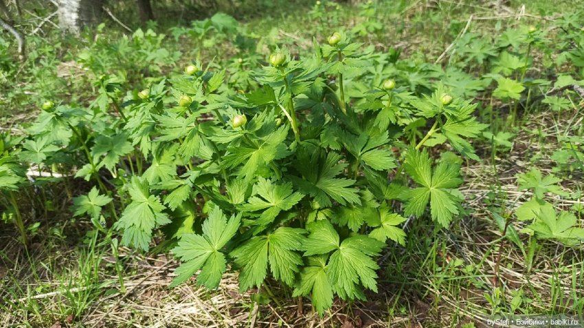 Выловили солнечный денёк 19.06.2021. Заполярье. Прогулка. Часть 3 (фото 2)