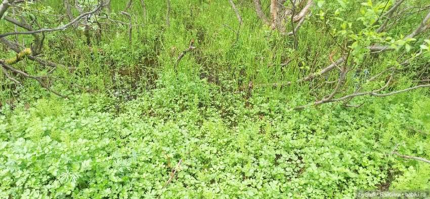 Выловили солнечный денёк)) 19.06.2021. Заполярье. Прогулка. Часть 4