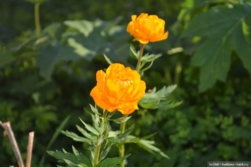 Выловили солнечный денёк 19.06.2021. Заполярье. Прогулка. Часть 5