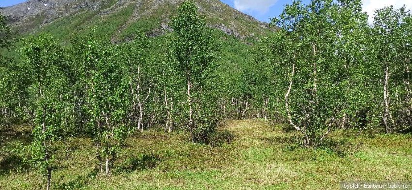 Выловили солнечный денёк 19.06.2021. Заполярье. Прогулка. Часть 1