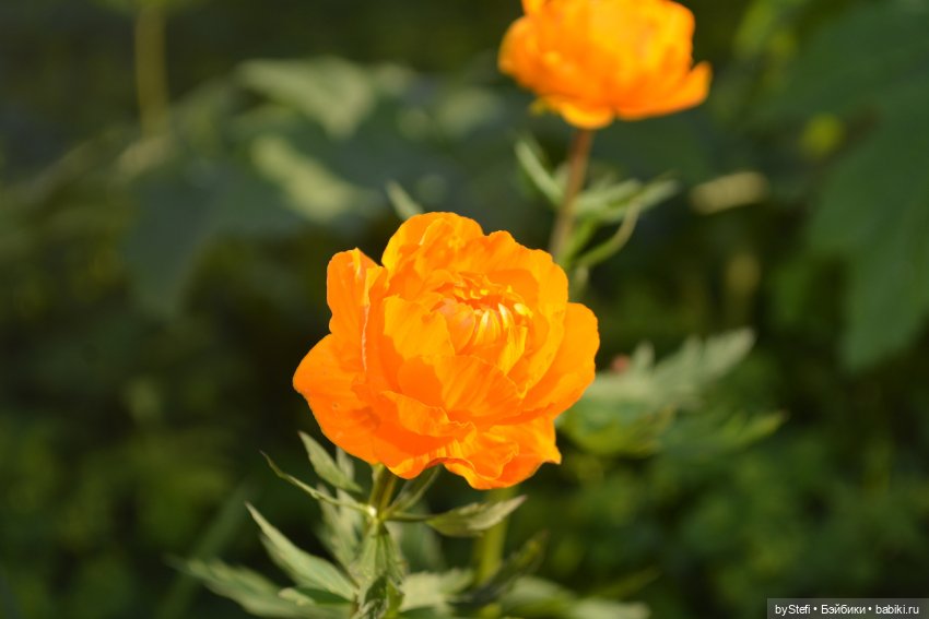 Выловили солнечный денёк 19.06.2021. Заполярье. Прогулка. Часть 5