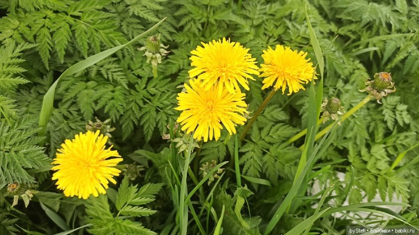 Выловили солнечный денёк)) 19.06.2021. Заполярье. Прогулка. Часть 4