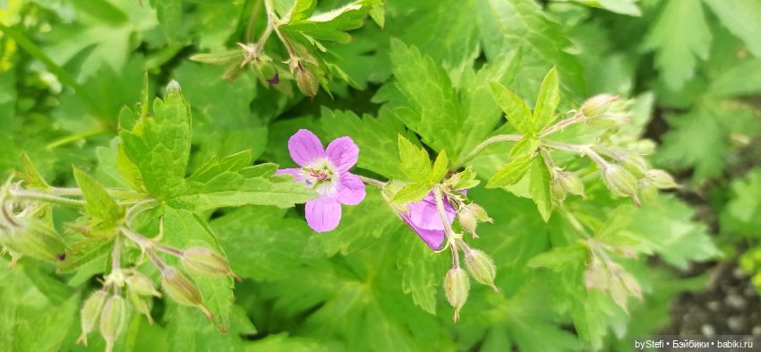 Выловили солнечный денёк 19.06.2021. Заполярье. Прогулка. Часть 1 (фото 2)
