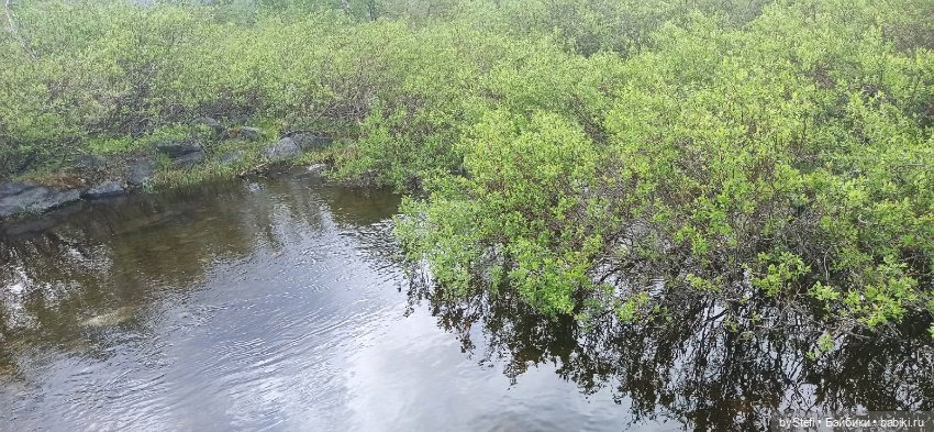 Выловили солнечный денёк)) 19.06.2021. Заполярье. Прогулка. Часть 4 (фото 9)