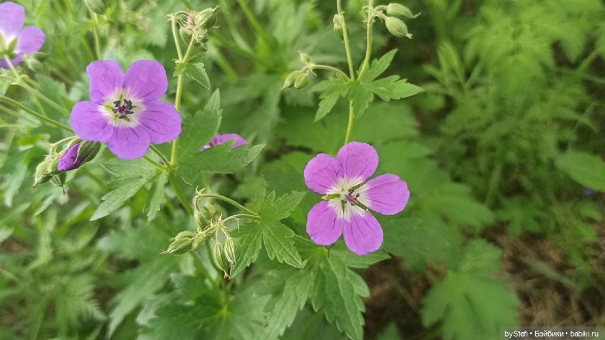Выловили солнечный денёк)) 19.06.2021. Заполярье. Прогулка. Часть 4