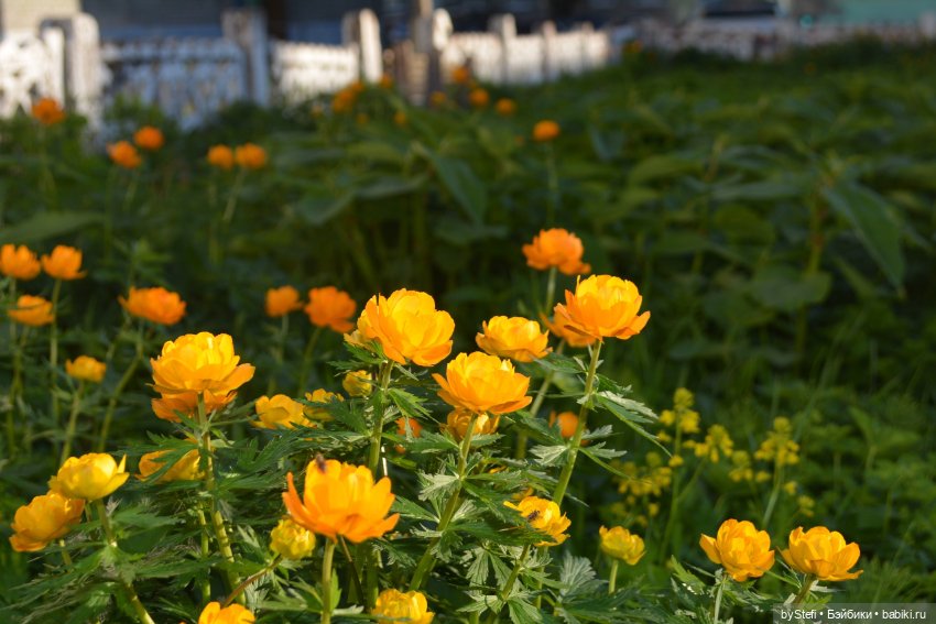 Выловили солнечный денёк 19.06.2021. Заполярье. Прогулка. Часть 6. Заключительная (фото 6)