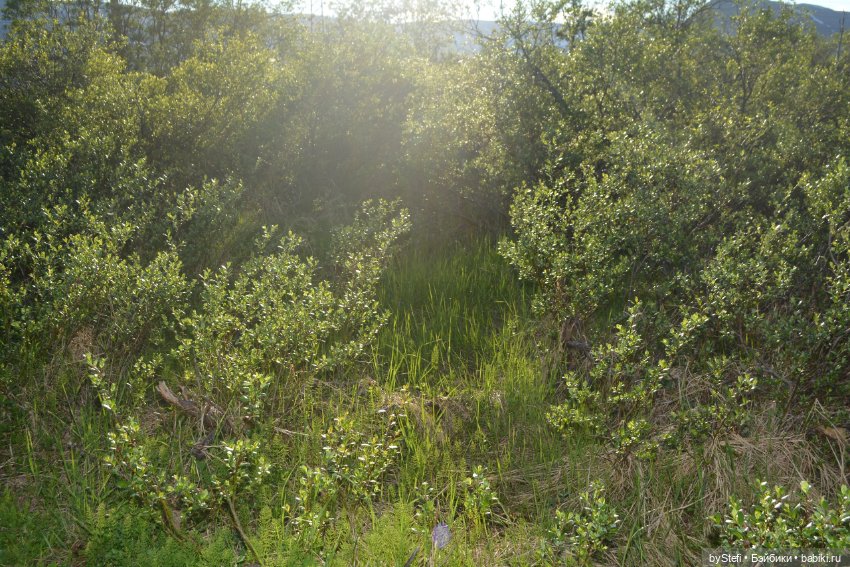 Выловили солнечный денёк 19.06.2021. Заполярье. Прогулка. Часть 5