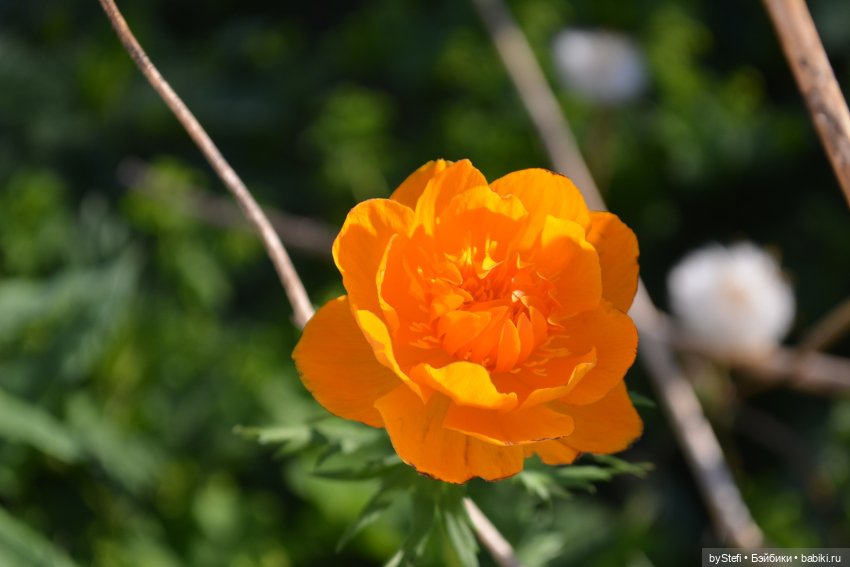 Выловили солнечный денёк 19.06.2021. Заполярье. Прогулка. Часть 5