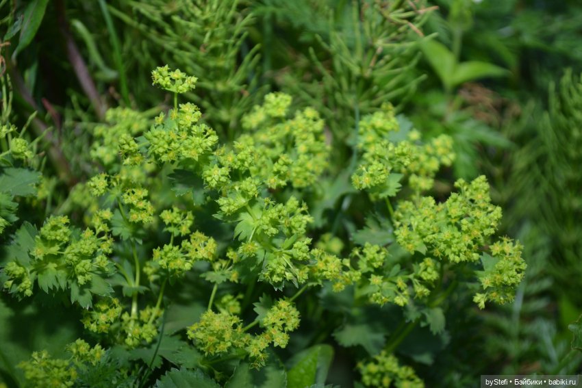 Выловили солнечный денёк 19.06.2021. Заполярье. Прогулка. Часть 6. Заключительная