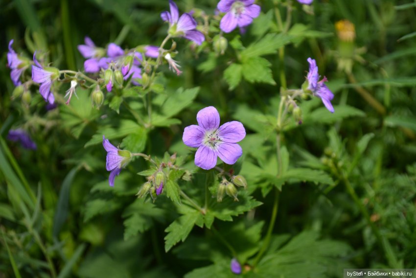 Выловили солнечный денёк 19.06.2021. Заполярье. Прогулка. Часть 6. Заключительная