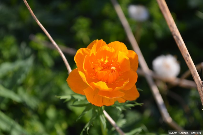 Выловили солнечный денёк 19.06.2021. Заполярье. Прогулка. Часть 5