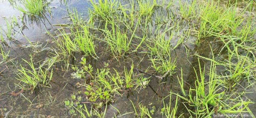 Выловили солнечный денёк)) 19.06.2021. Заполярье. Прогулка. Часть 4
