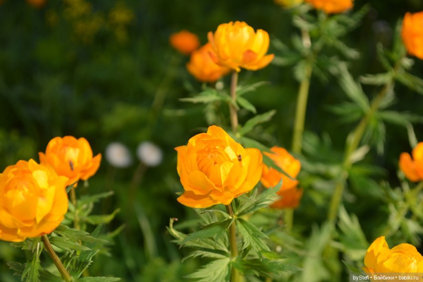 Выловили солнечный денёк 19.06.2021. Заполярье. Прогулка. Часть 5