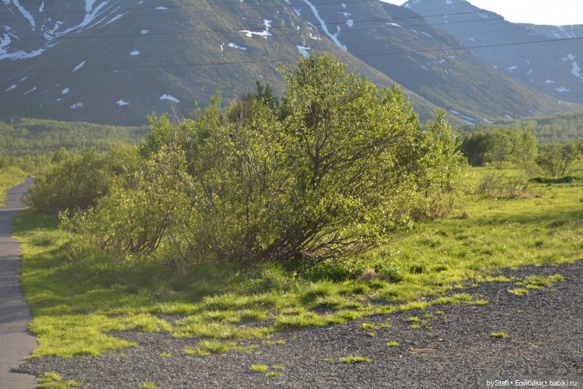 Выловили солнечный денёк 19.06.2021. Заполярье. Прогулка. Часть 5