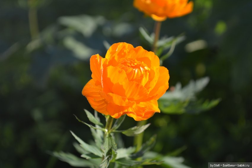 Выловили солнечный денёк 19.06.2021. Заполярье. Прогулка. Часть 5