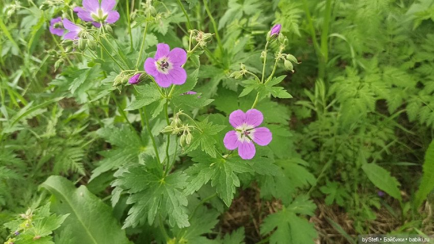Выловили солнечный денёк)) 19.06.2021. Заполярье. Прогулка. Часть 4