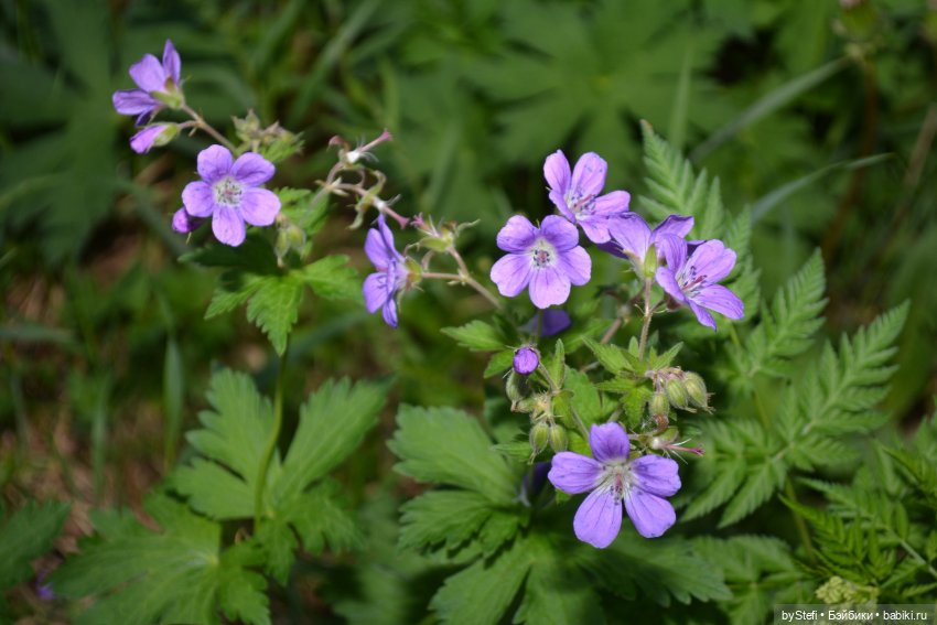 Выловили солнечный денёк 19.06.2021. Заполярье. Прогулка. Часть 6. Заключительная