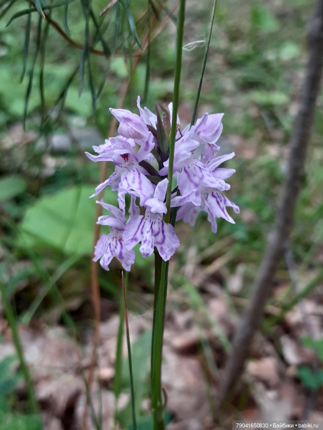 Баболи, новые фото — Куклы Baboliy (Баболи