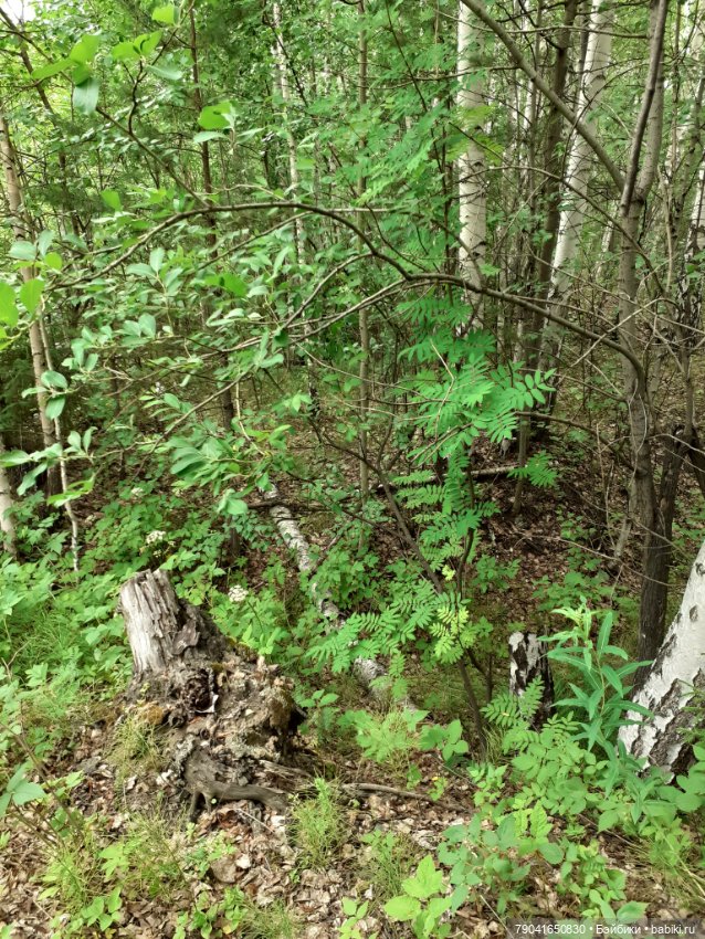 Баболи, новые фото — Куклы Baboliy (Баболи