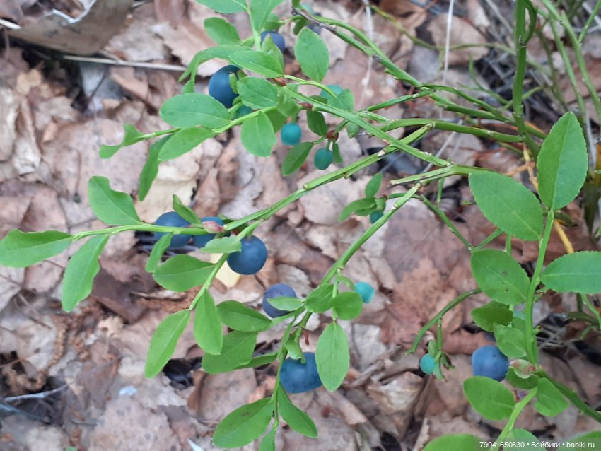 Баболи, новые фото — Куклы Baboliy (Баболи