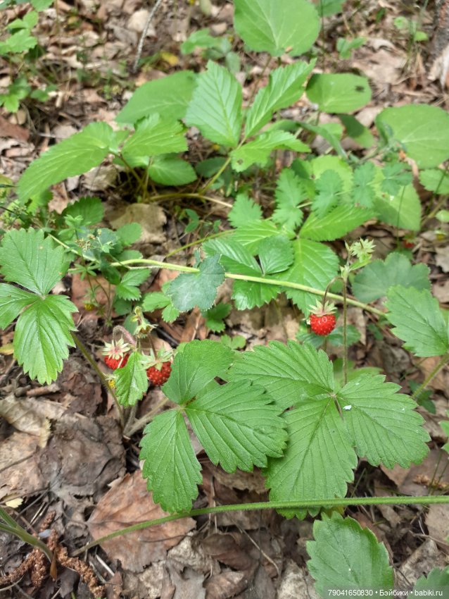 Баболи, новые фото — Куклы Baboliy (Баболи
