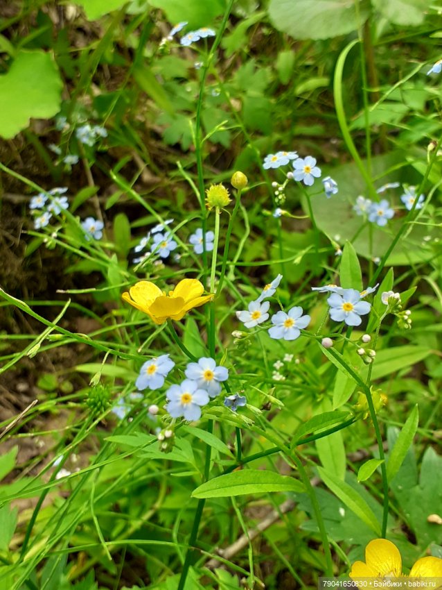 Баболи, новые фото — Куклы Baboliy (Баболи