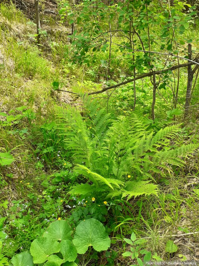 Баболи, новые фото — Куклы Baboliy (Баболи