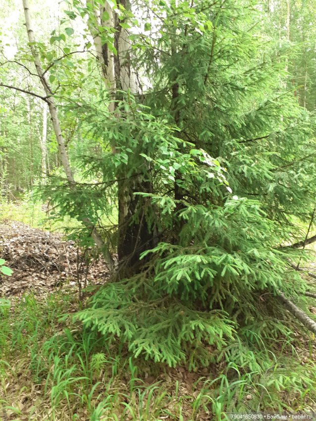 Баболи, новые фото — Куклы Baboliy (Баболи