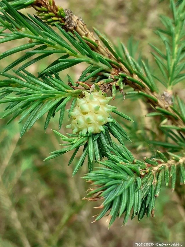 Баболи, новые фото — Куклы Baboliy (Баболи