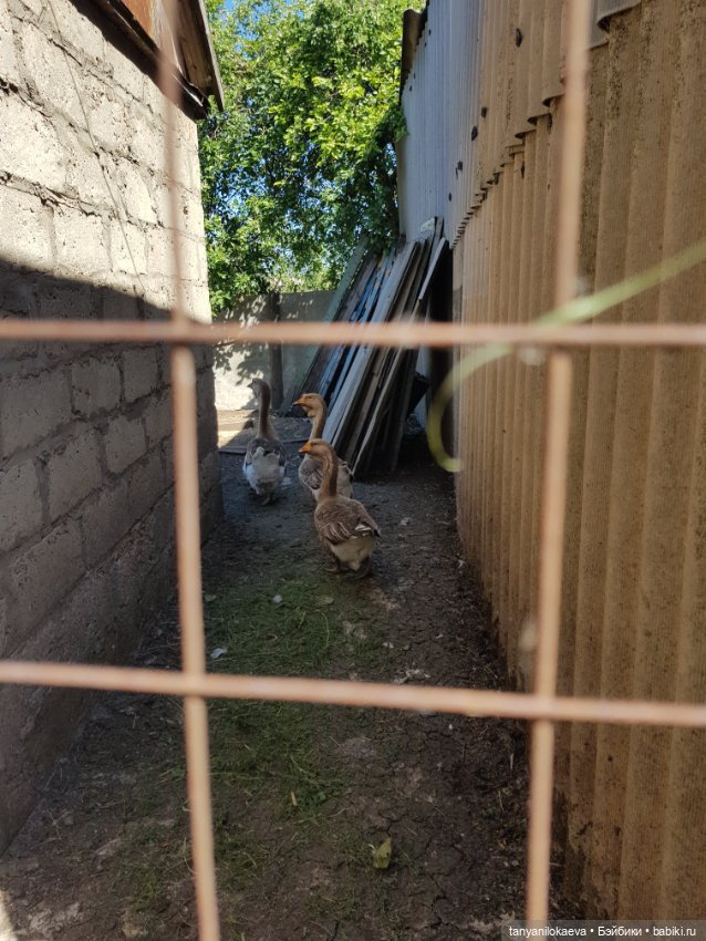Праздник святой троицы — Туризм и путешествия: фотоотчеты из поездок
