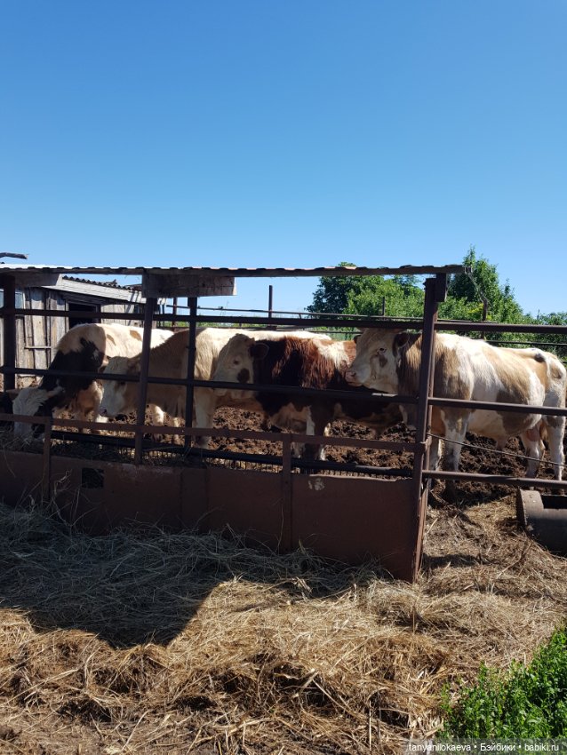 Праздник святой троицы — Туризм и путешествия: фотоотчеты из поездок