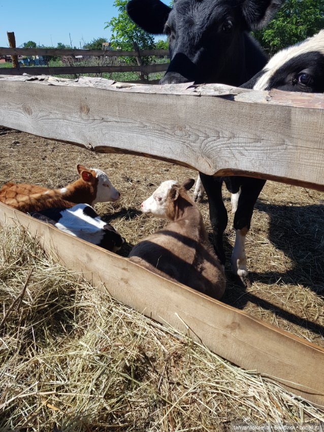 Праздник святой троицы — Туризм и путешествия: фотоотчеты из поездок