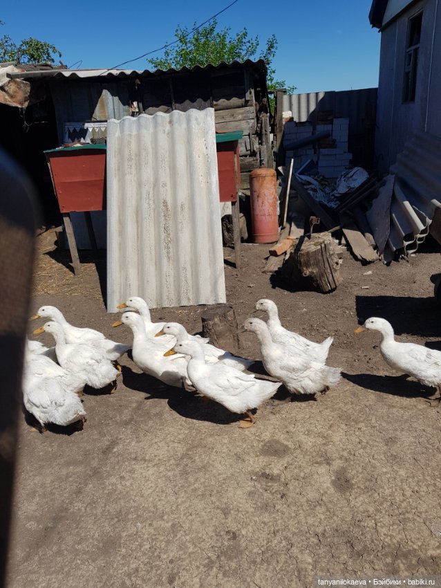 Праздник святой троицы — Туризм и путешествия: фотоотчеты из поездок