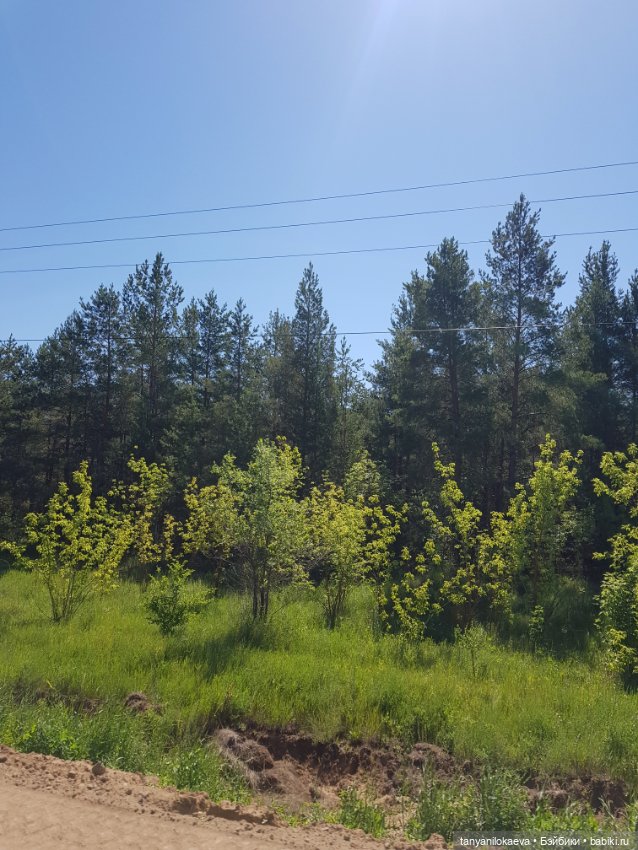 Праздник святой троицы — Туризм и путешествия: фотоотчеты из поездок (фото 6)