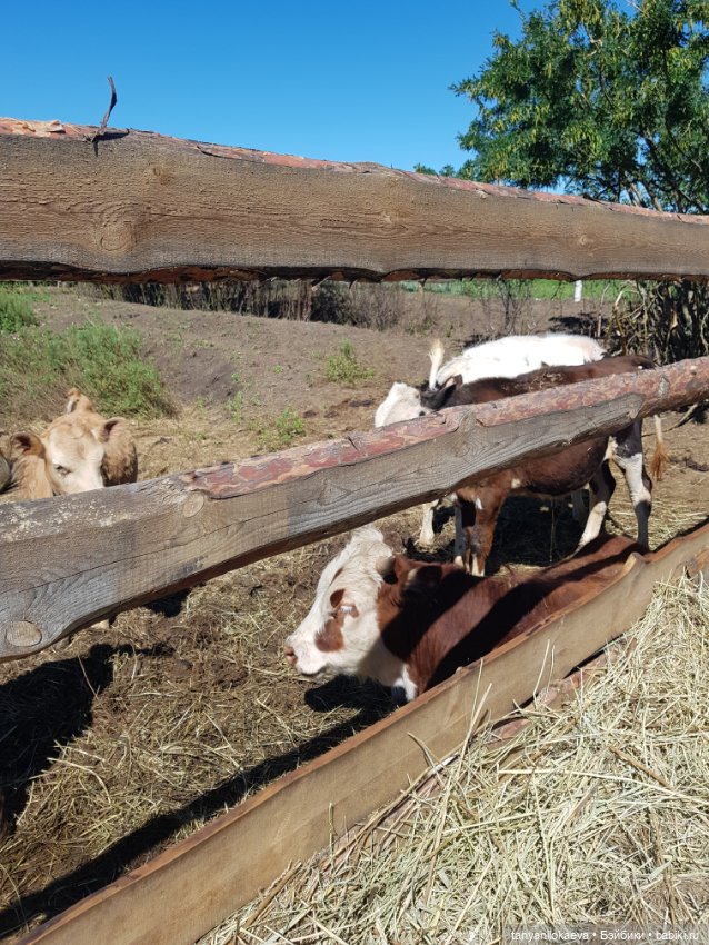 Праздник святой троицы — Туризм и путешествия: фотоотчеты из поездок