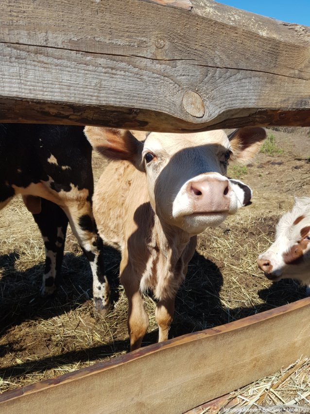 Праздник святой троицы — Туризм и путешествия: фотоотчеты из поездок