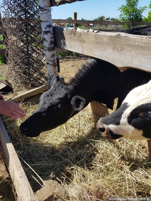 Праздник святой троицы — Туризм и путешествия: фотоотчеты из поездок