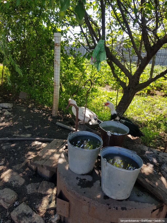 Праздник святой троицы — Туризм и путешествия: фотоотчеты из поездок