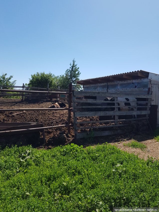 Праздник святой троицы — Туризм и путешествия: фотоотчеты из поездок