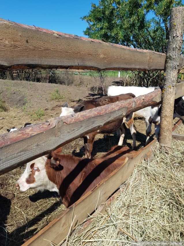 Праздник святой троицы — Туризм и путешествия: фотоотчеты из поездок