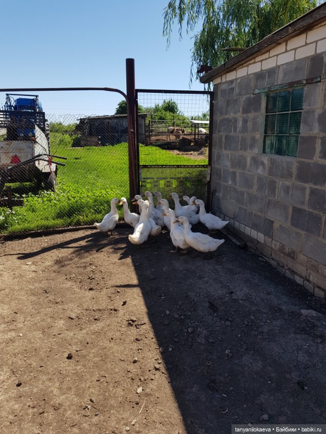 Праздник святой троицы — Туризм и путешествия: фотоотчеты из поездок