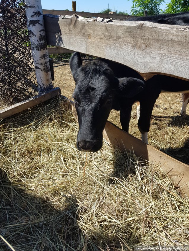 Праздник святой троицы — Туризм и путешествия: фотоотчеты из поездок