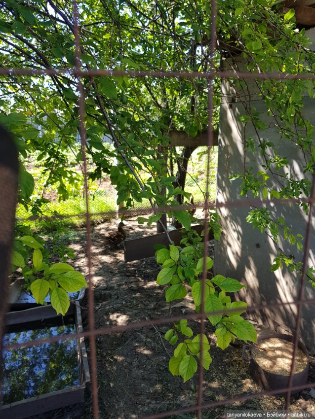 Праздник святой троицы — Туризм и путешествия: фотоотчеты из поездок