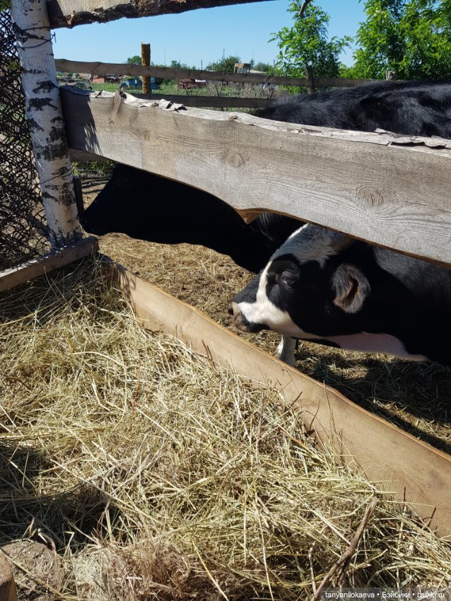 Праздник святой троицы — Туризм и путешествия: фотоотчеты из поездок