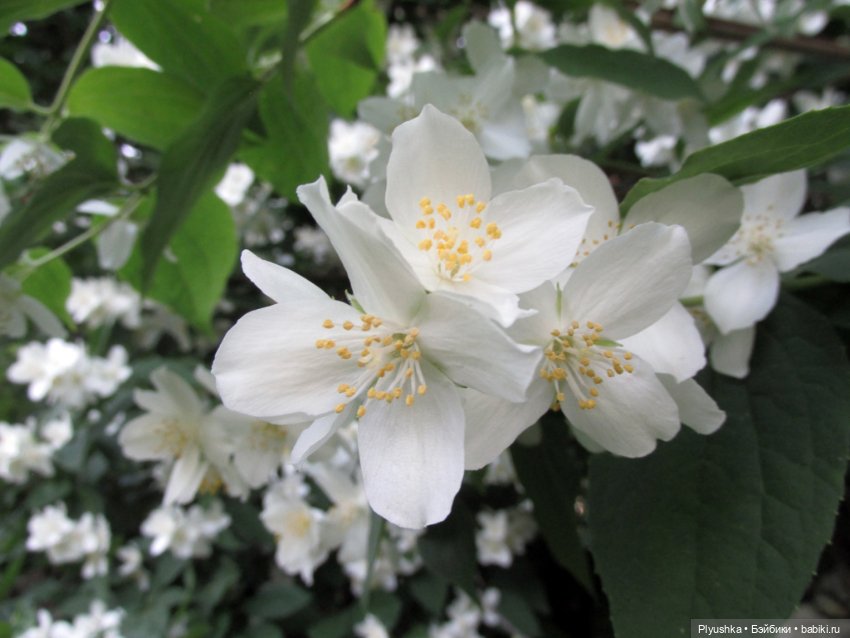 Ася на даче — Российские куклы Весна (фото 2)