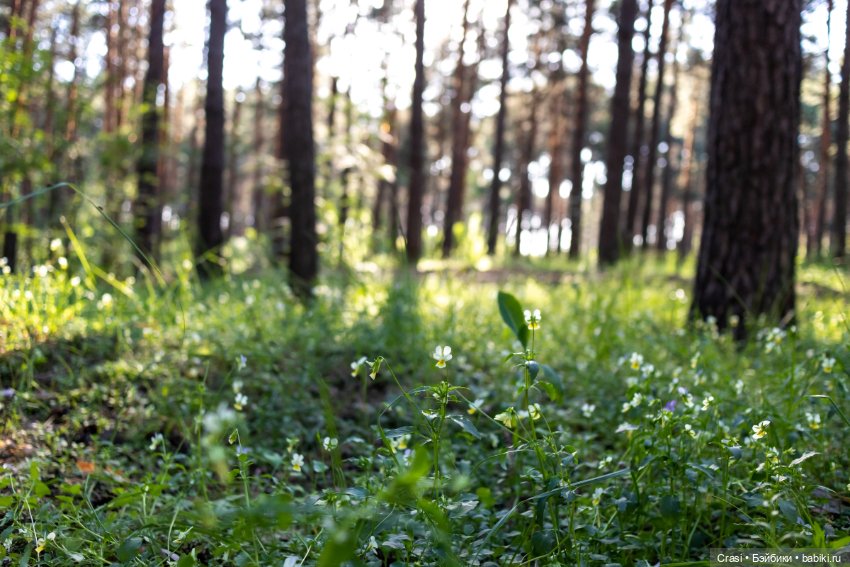 Вечерняя прогулка баболишек (фото 4)