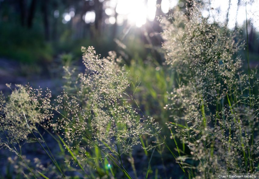 Вечерняя прогулка баболишек (фото 5)